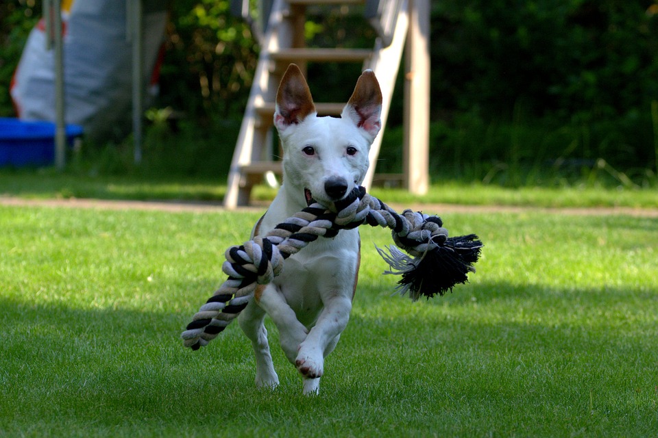 Jack Russell gewicht