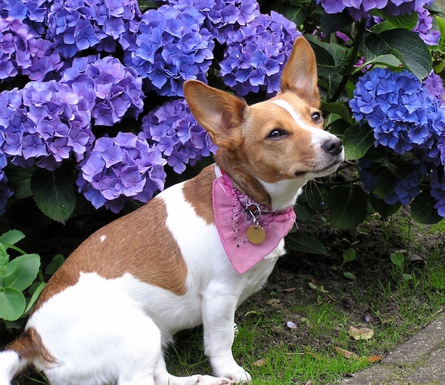 Jack Russell Ras
