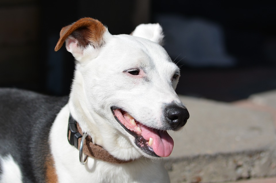 Jack Russell kenmerken