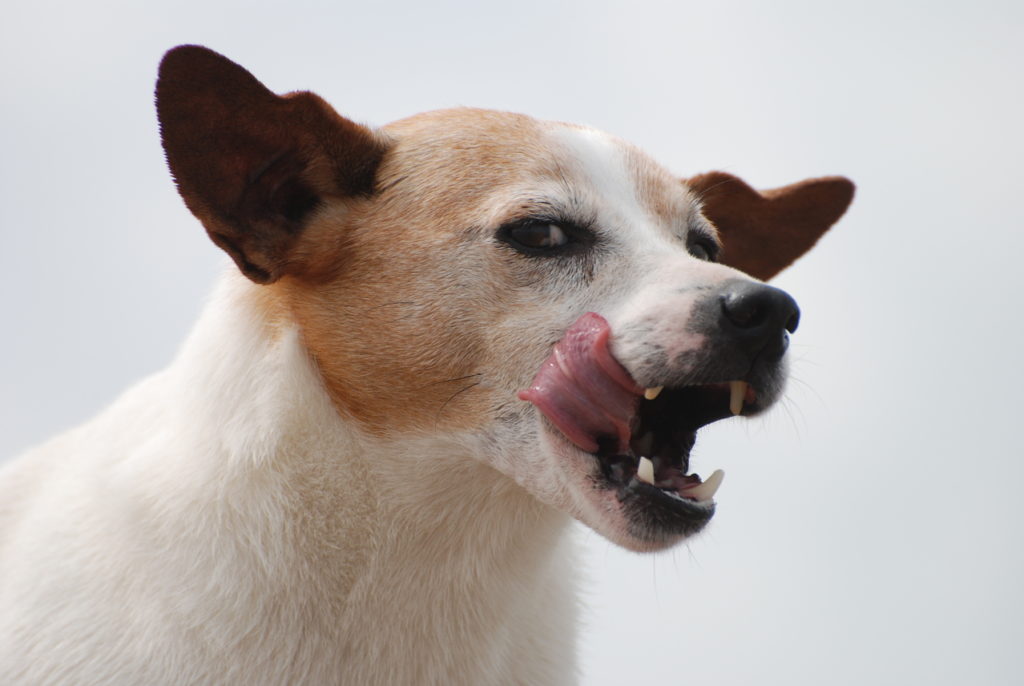 Een Jack Russell het bijten afleren