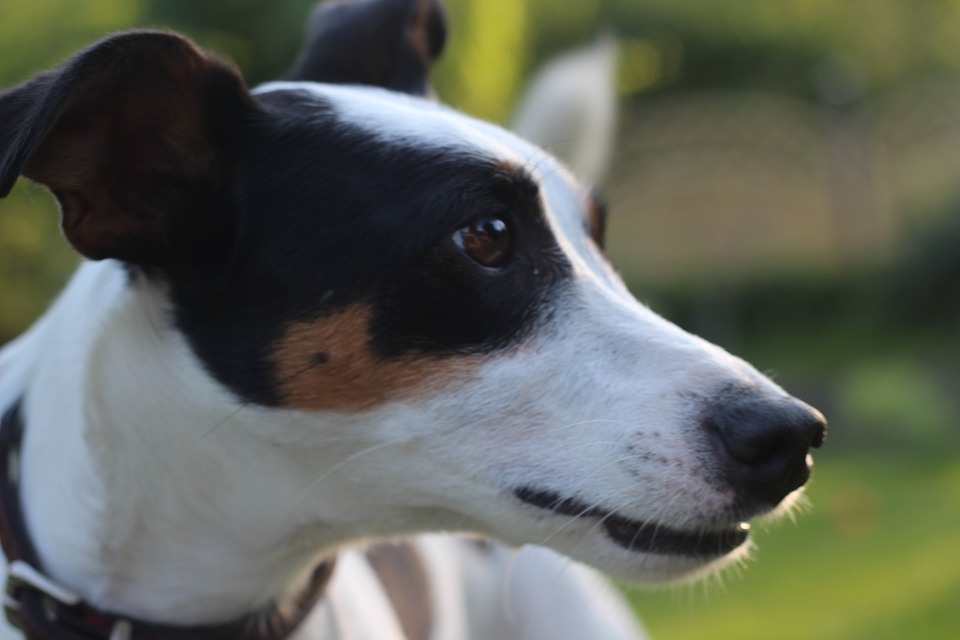 Jack Russell kleuren