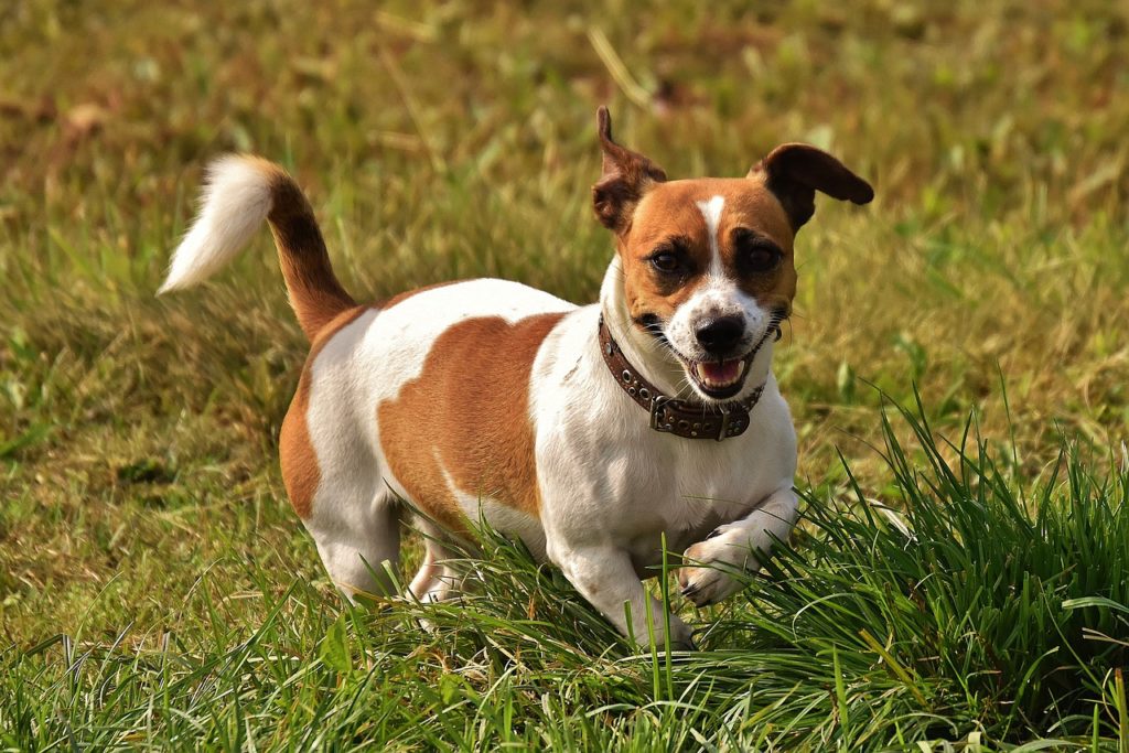 Jack Russell jeuk