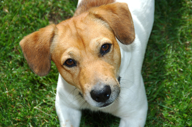 Jack Russell zindelijk maken