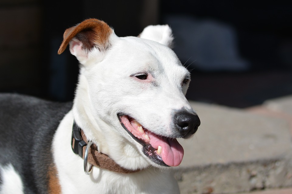 Jack Russell Nederland