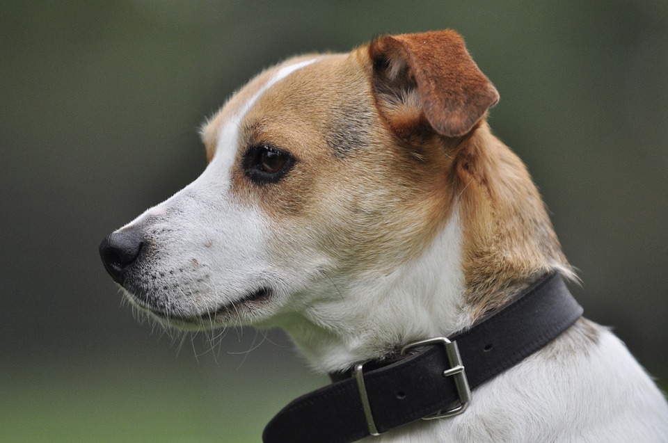 Jack Russell nestjes