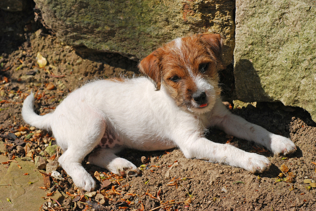 Tips Voor De Verzorging Van Een Jack Russell