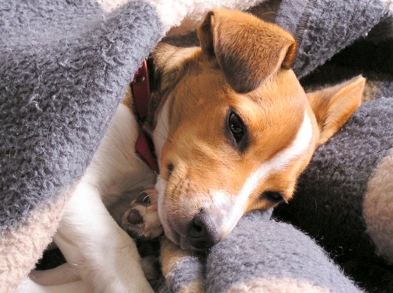 Jack Russell overgeven Jack Russell overgeven