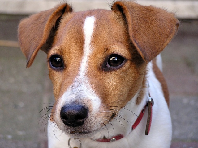 Jack Russell ruwharig