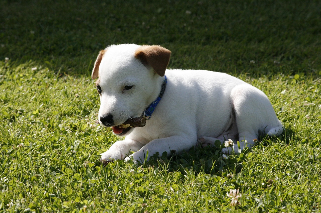 Jack Russell pups