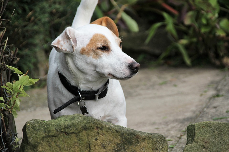 Jack Russell Artrose