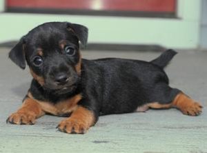 Jack Russell Black And Tan