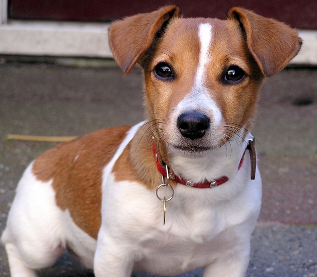 Jack Russel leeftijd