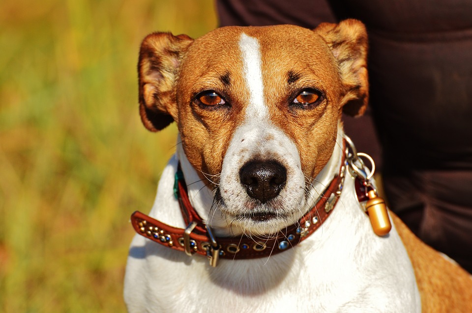 Jack Russell Opvoeding Tips